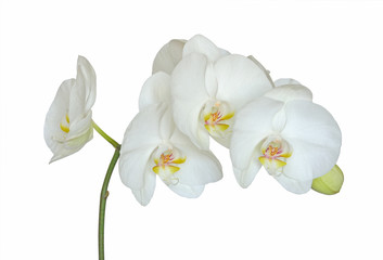 Fototapeta premium Biała orchidea