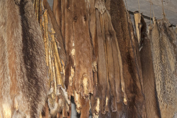 Furs hanging on a Rack