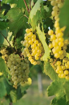 cluster of white grape
