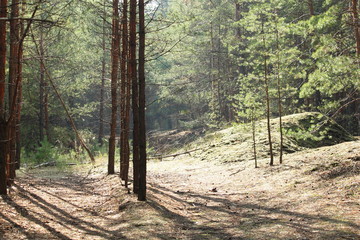 сосновый бор © Stalker