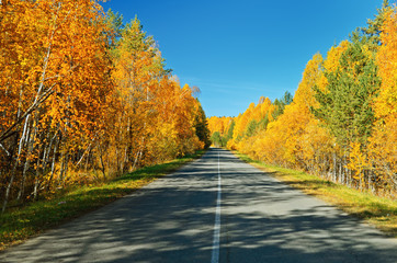 Autumn road.
