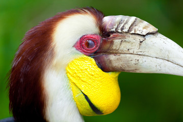 Male Bar-pouched Wreathed Hornbill © nakedking