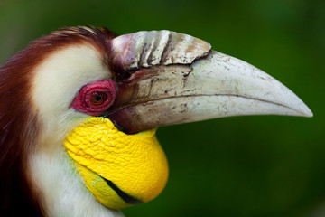 Male Bar-pouched Wreathed Hornbill