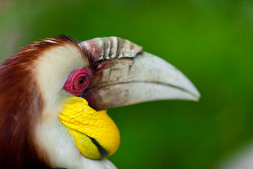 Male Bar-pouched Wreathed Hornbill © nakedking