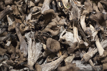 variety of brown mushrooms
