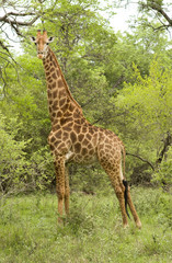 Male giraffe in Kruger park, South Africa