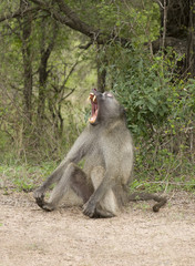 African baboon yawning. Kruger park, South Africa.