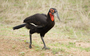 Ground hornbill in Kruger National Park, South Africa