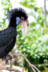 Female Bar-pouched Wreathed Hornbill © nakedking