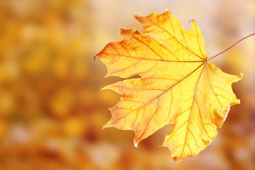 dry autumn maple leaf on yellow background