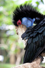 Female Bar-pouched Wreathed Hornbill © nakedking