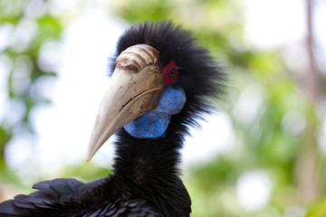 Female Bar-pouched Wreathed Hornbill © nakedking