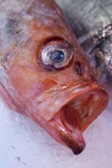 close-up of a red mullet