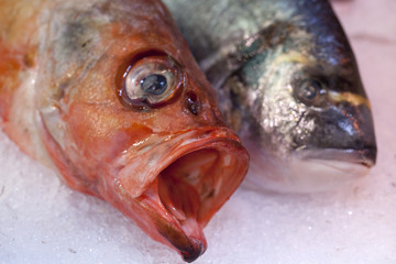 red mullet and grey fish on the ice