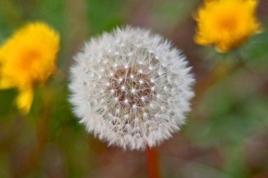Macro Shot of Dandelion Seed Head