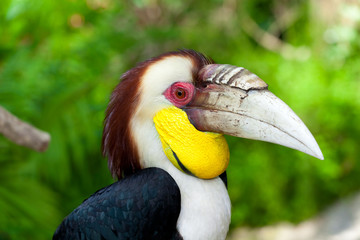 Male Bar-pouched Wreathed Hornbill © nakedking