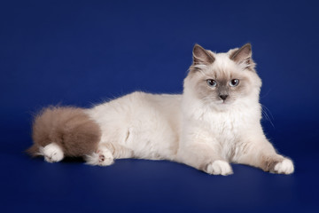 Obraz na płótnie Canvas Młoda punkt kolor kot syberyjski na ciemnym niebieskim tle