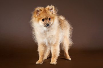German spitz puppy on dark brown background