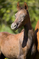 Fototapeta premium Araber