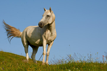 White horse on a hill