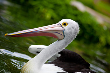 Pelican - not only a pencil