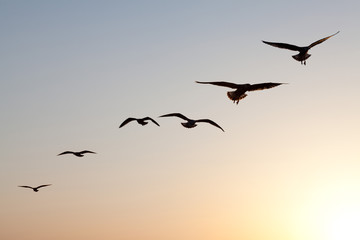 Obraz premium seagulls sunset