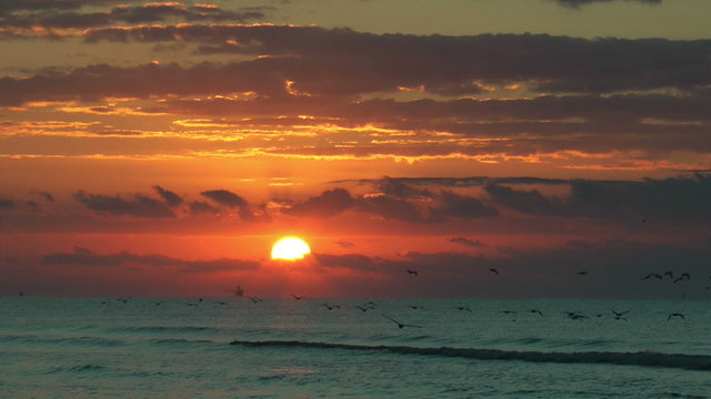 Pelican watch at sunrise