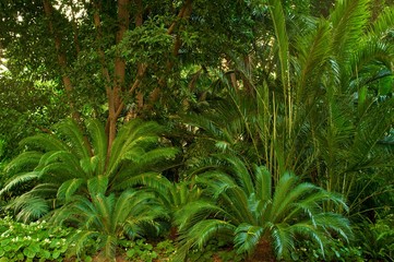 Beautiful tropical forest.