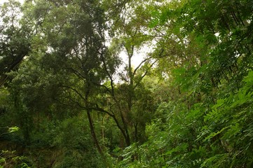 Beautiful tropical forest.