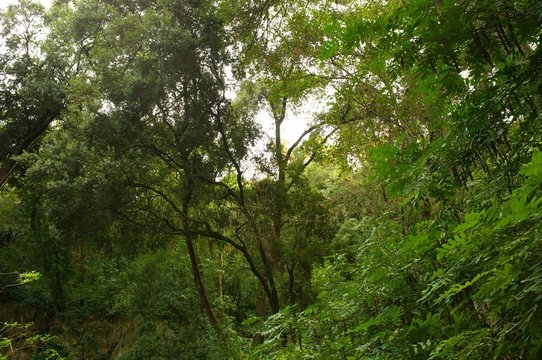 Beautiful tropical forest.