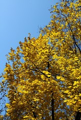 autumn and yellow leaves