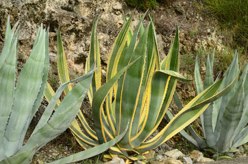 Agave