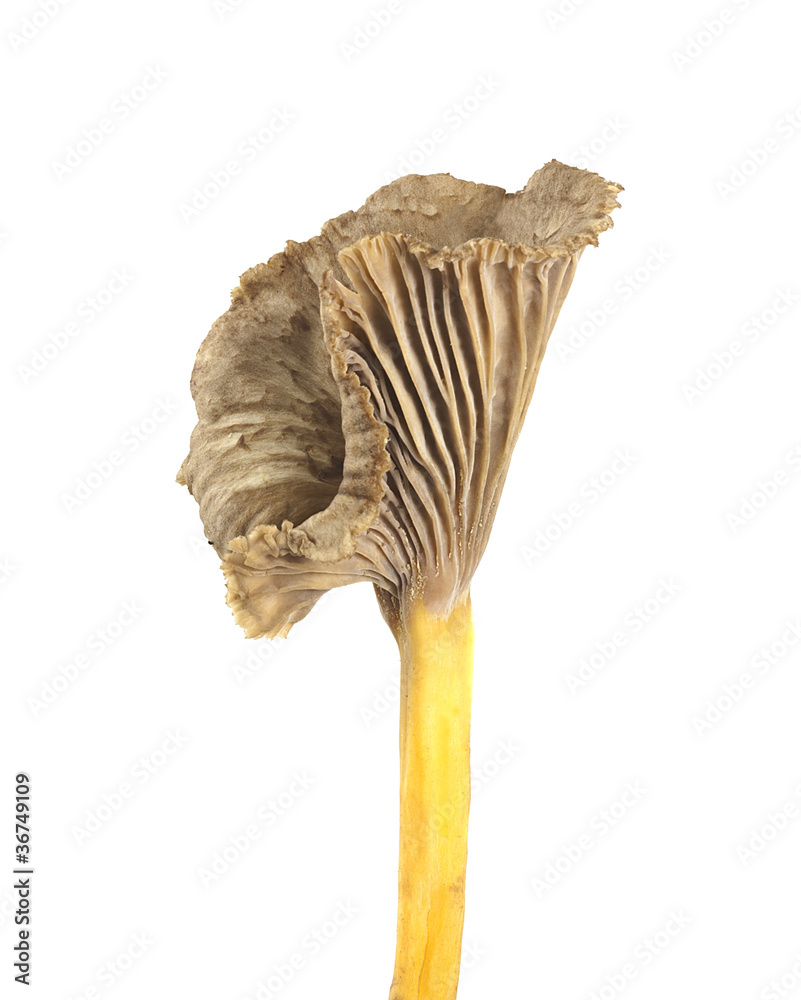 Sticker funnel chanterelle (cantharellus tubaeformis) isolated