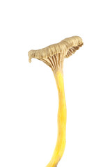 Funnel Chanterelle (Cantharellus tubaeformis) isolated