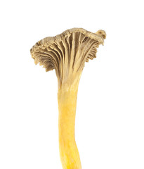 Funnel Chanterelle (Cantharellus tubaeformis) isolated