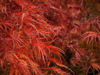 Japanese maple