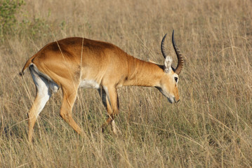Uganda Kob in Africa