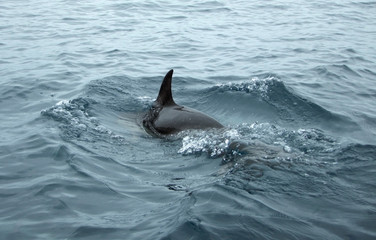 dolphin