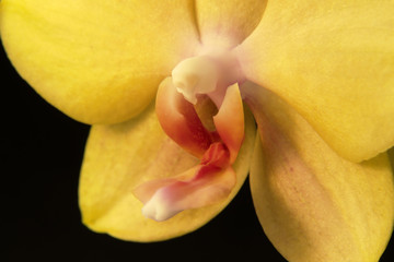 Fototapeta na wymiar yellow orchid closeup