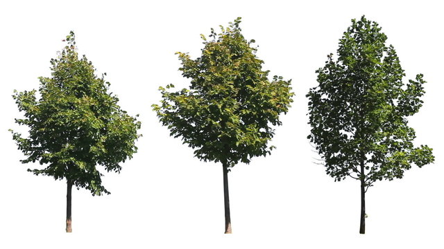 Three Trees on White