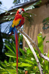 Nice parrot - Scarlet Macaw