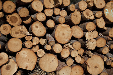 Fototapeta premium Wood