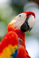 Nice parrot - Scarlet Macaw