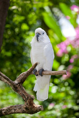 Speaking white cockatoo