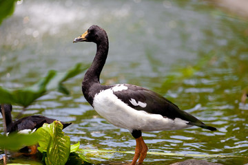Hidden goose on water