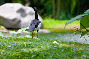 Hidden goose on water
