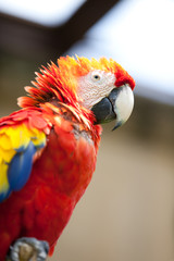 Nice parrot - Scarlet Macaw