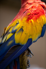 Fototapeta premium Nice parrot - Scarlet Macaw