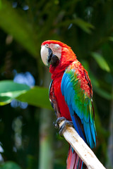 Nice parrot - Scarlet Macaw