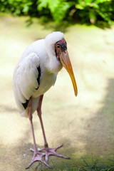 Yellow-billed Stork
